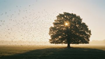 Eine Eiche, deren Samen vom Wind verteilt werden, als Metapher für Content Repurposing.
